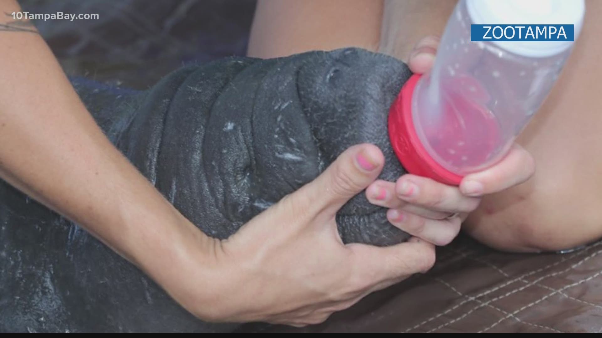 The manatee, named Harlo, was only a few days old when she was found by a person in Port Charlotte earlier this month.