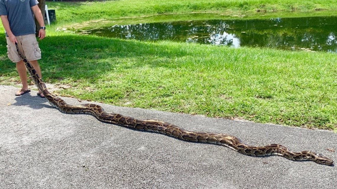 Trapper catches nearly 18-foot Burmese python in the Everglades | wtsp.com