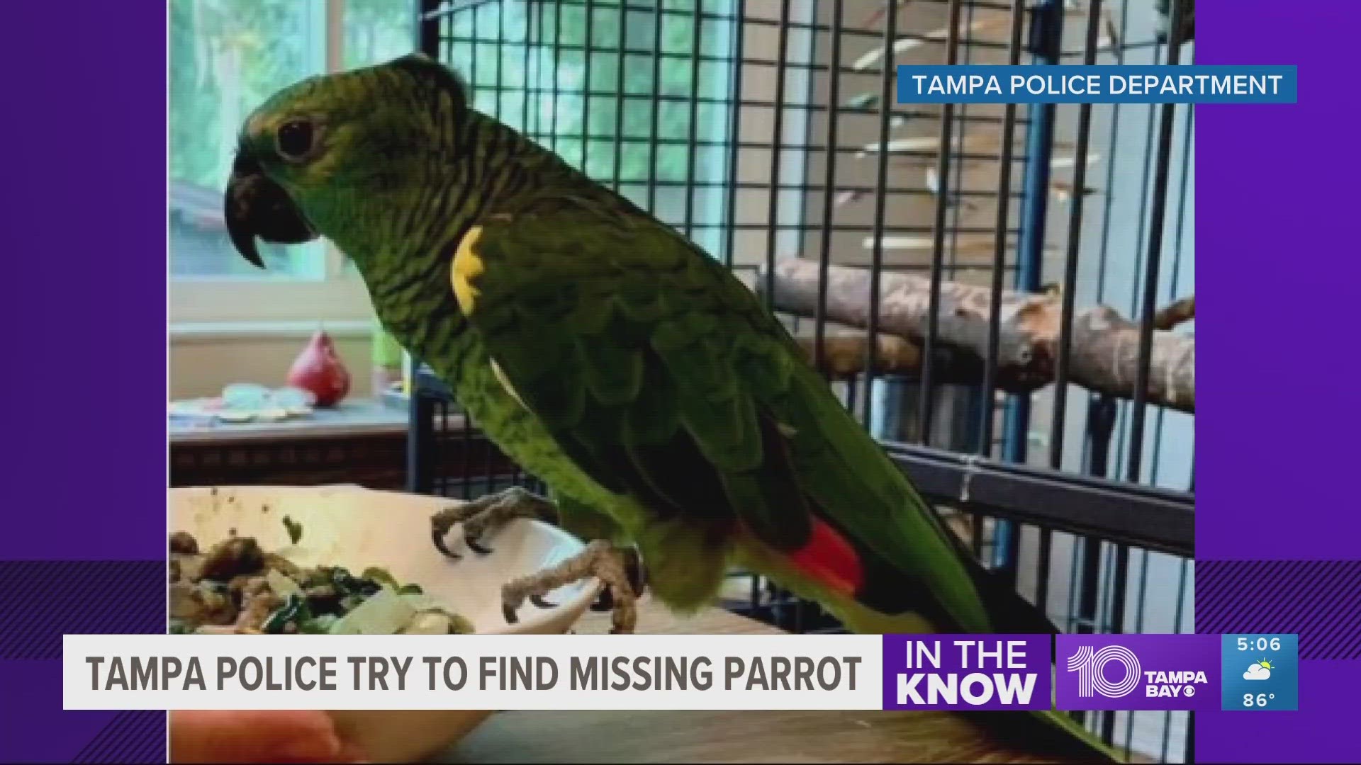 Authorities say back on March 18 the unknown woman took two Blue-fronter Amazon parrots, Tito and Mama.