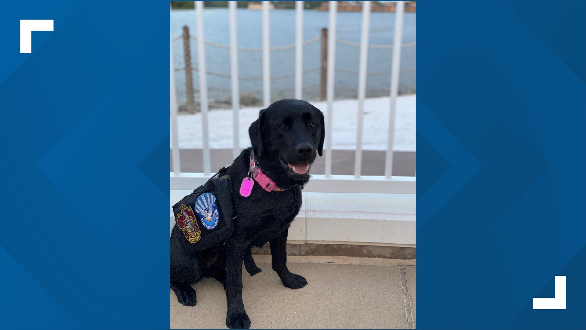 Air Force veteran says her new service dog saved her life | wtsp.com