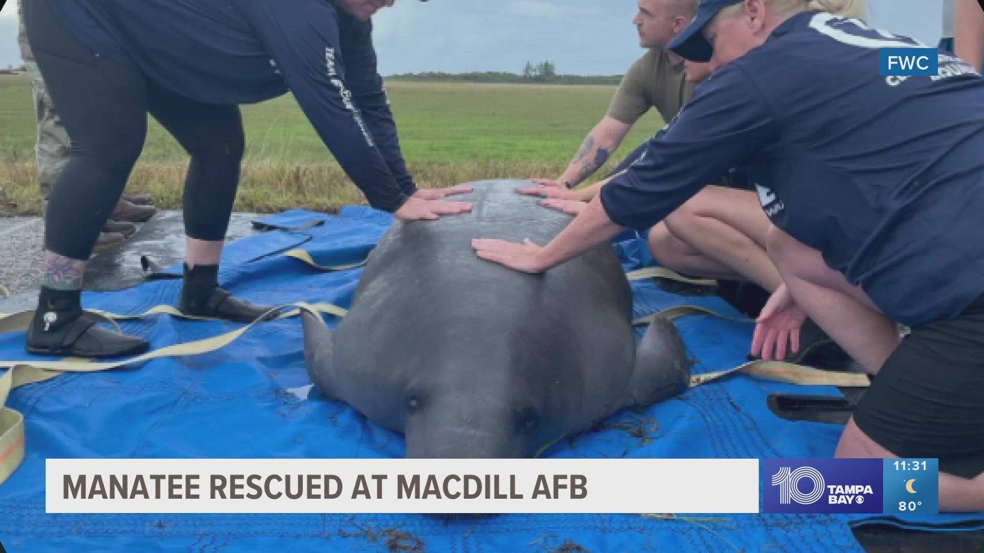 The 2 to 3-year-old manatee named "Troy" was safely rescued and released with help from FWC.