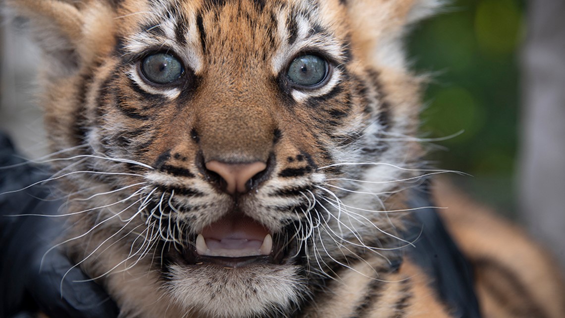 Indianapolis Zoo tiger cubs make public debut Friday