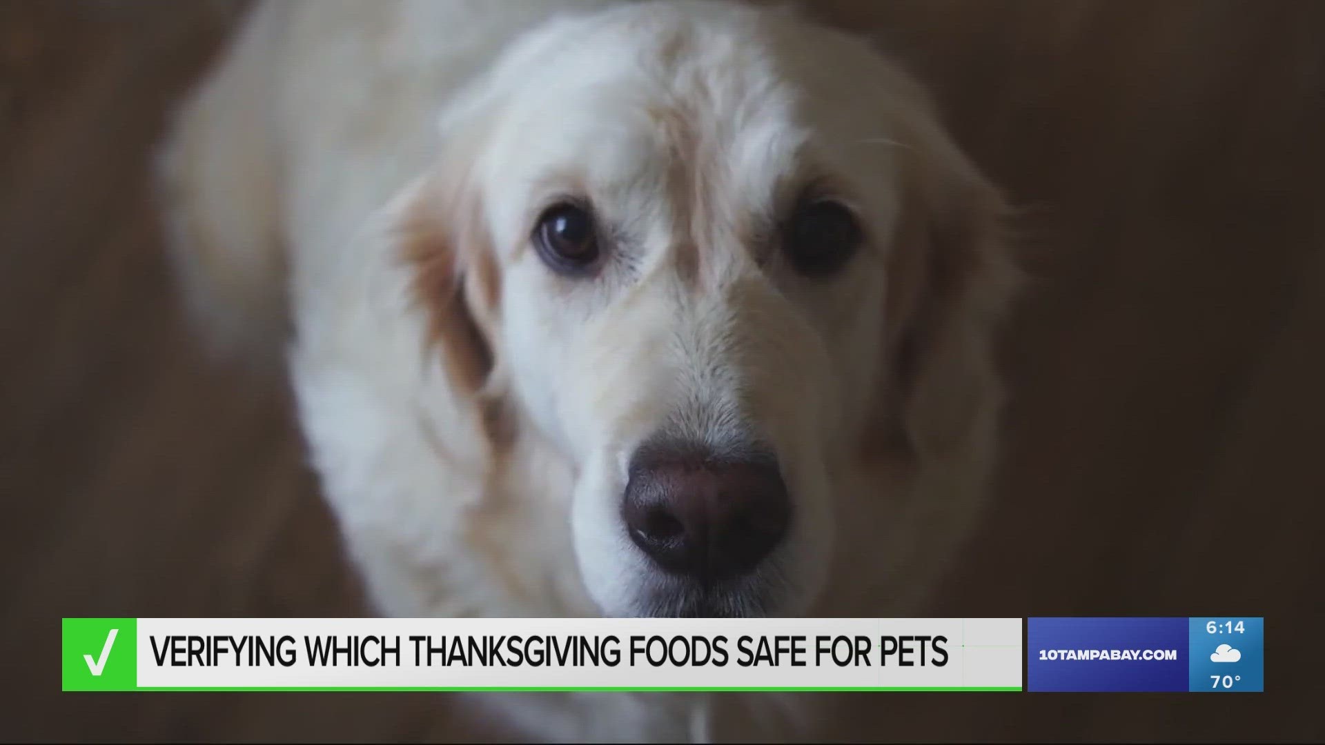 Many Common Thanksgiving Foods Aren’t Safe For Pets | Wtsp.com