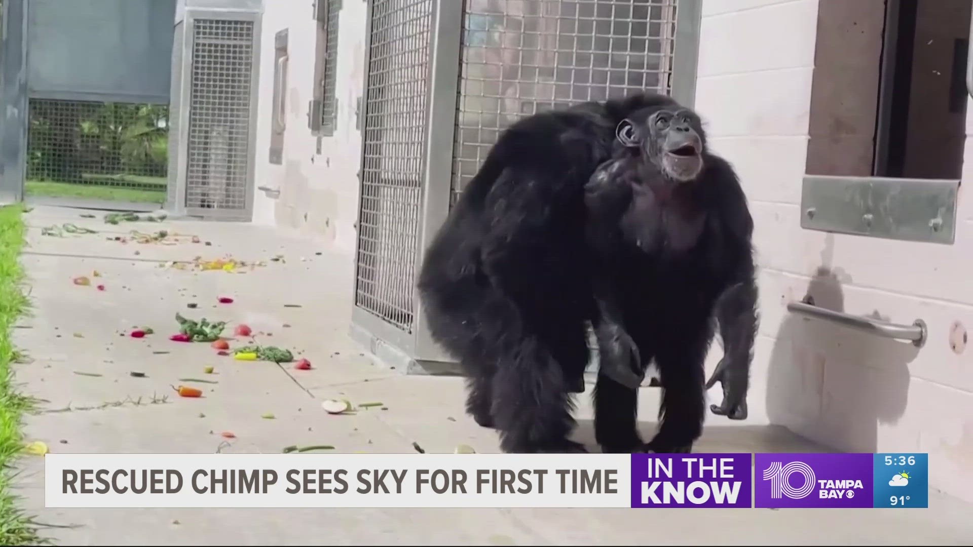 28-year-old chimpanzee sees open sky for first time after rescue | wtsp.com