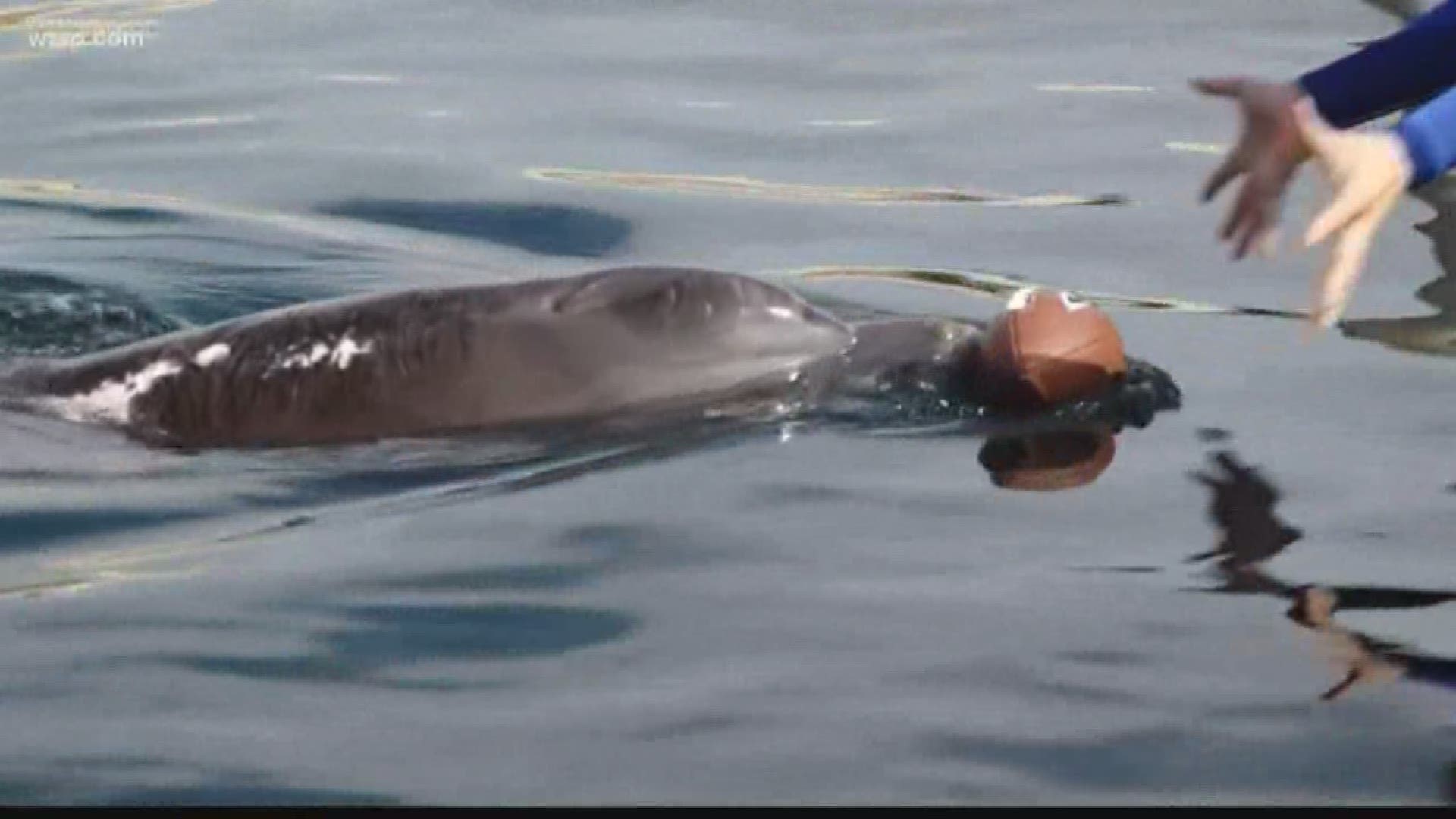 Nicholas the Dolphin Makes 3 Winning Sports Predictions - Clearwater Marine  Aquarium