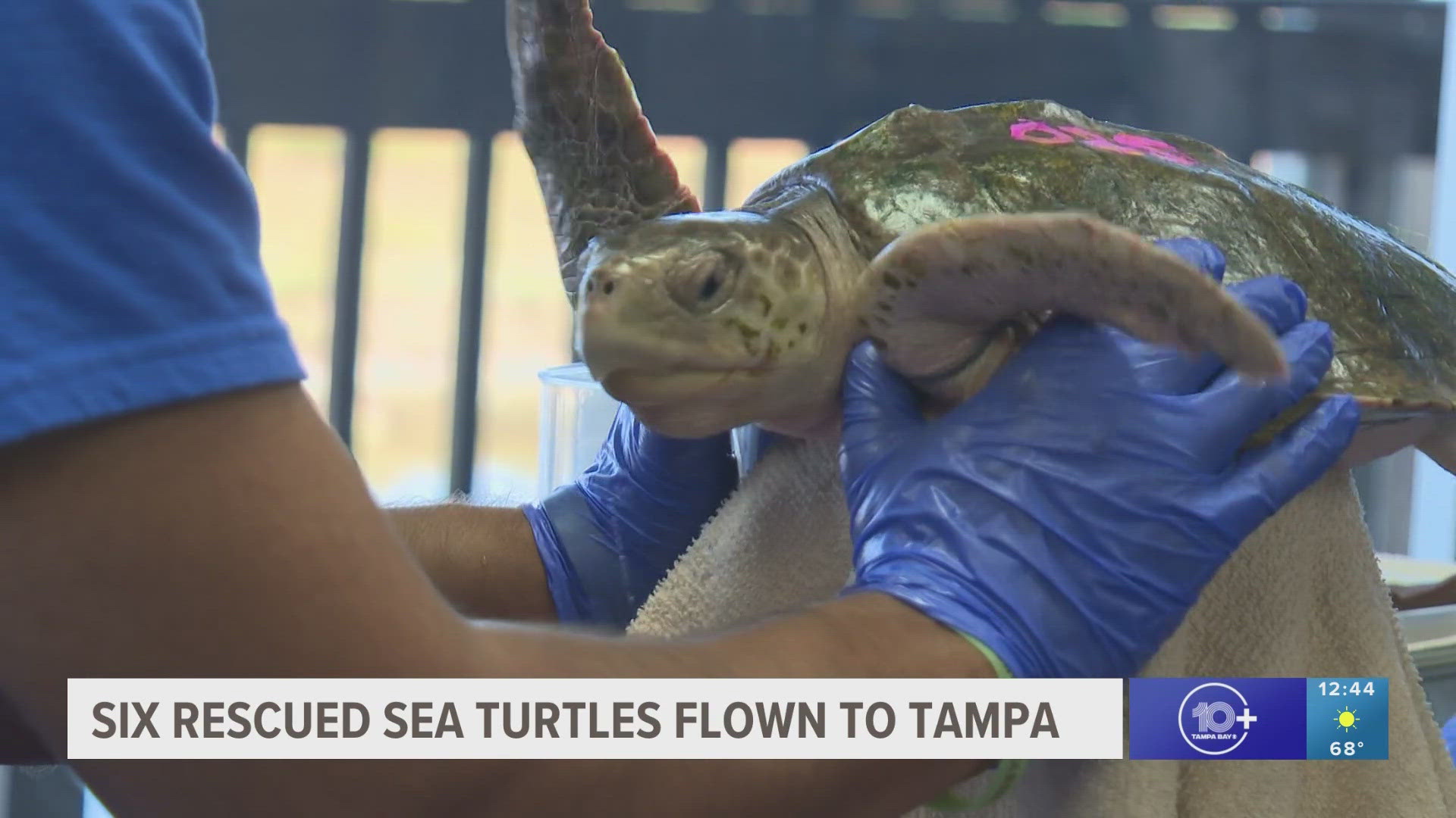 The turtles were rescued from the cold waters off the Massachusetts coast.