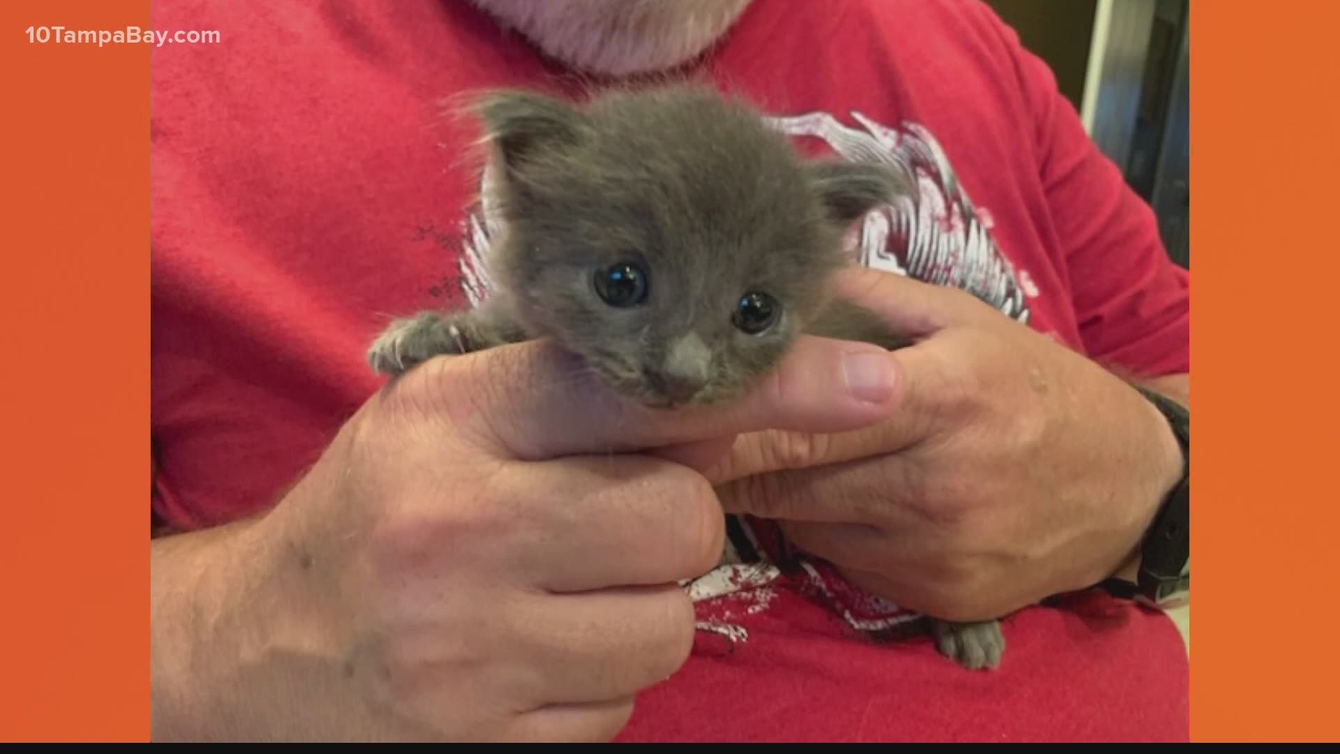 The airport named the kitten "Blue" after it was rescued from the hectic Blue Arrivals area.