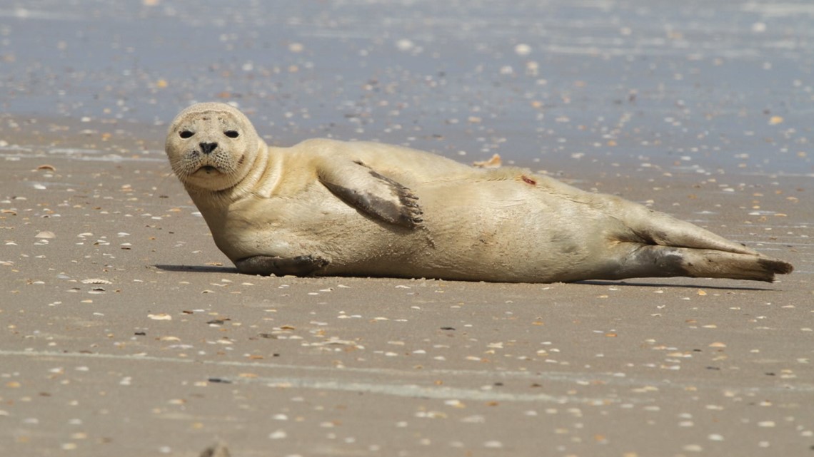 Seal spotted along Florida beach