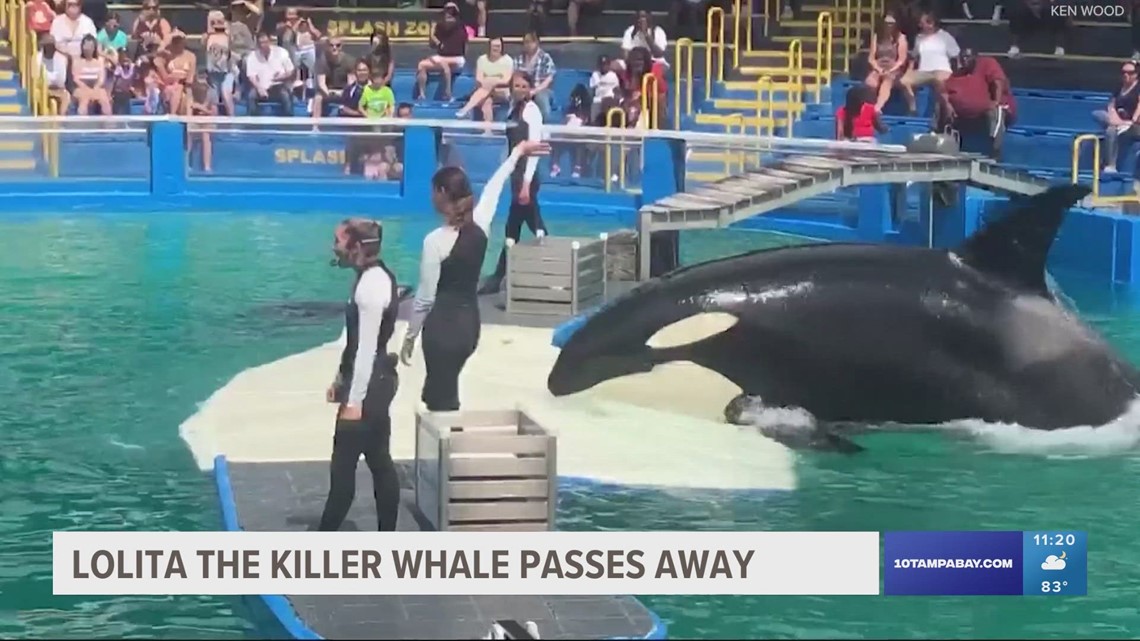 Lolita the orca dies at Miami Seaquarium after half-century in ...