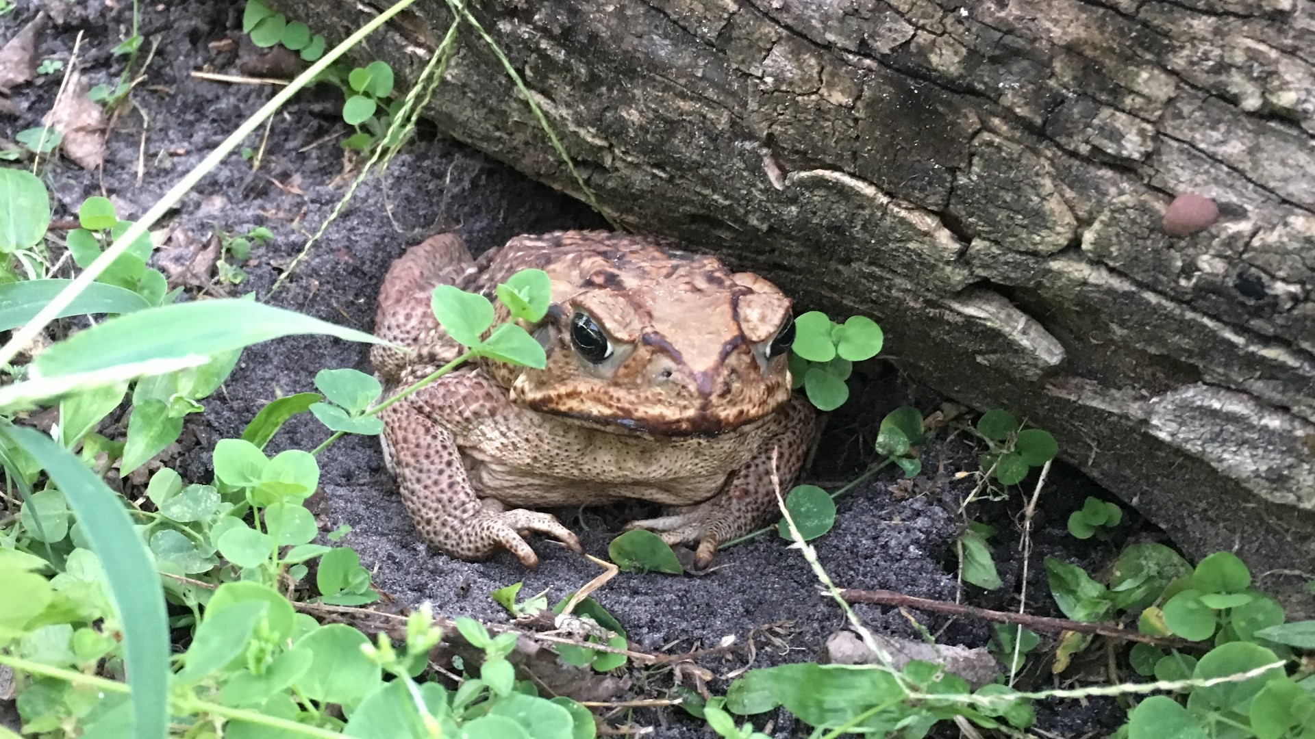 Is the toad in my yard dangerous?