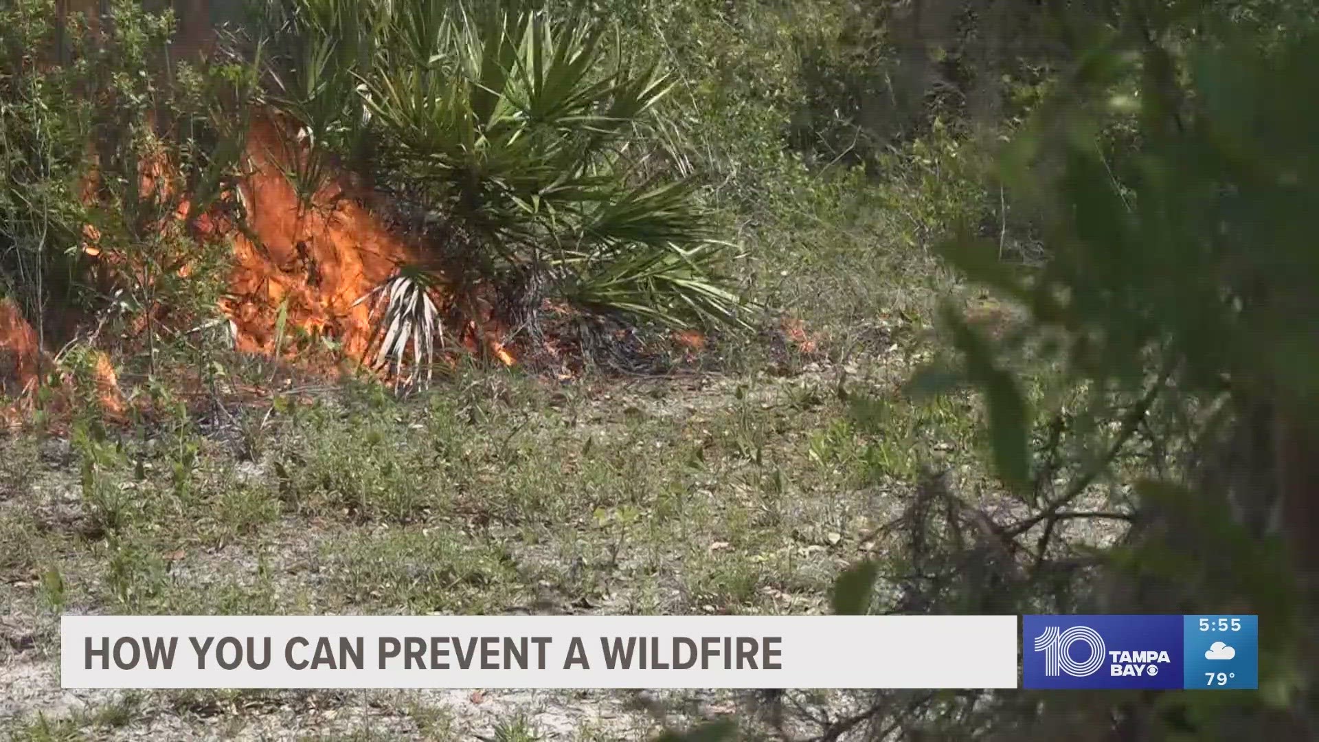 Despite a wet winter, the Florida Forestry Service says the state has already seen more than 500 wildfires since the beginning of the year.