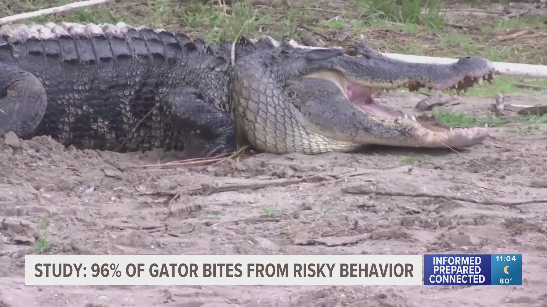 Trappers recovered two alligators in the area where a woman was thrown from her canoe and killed.