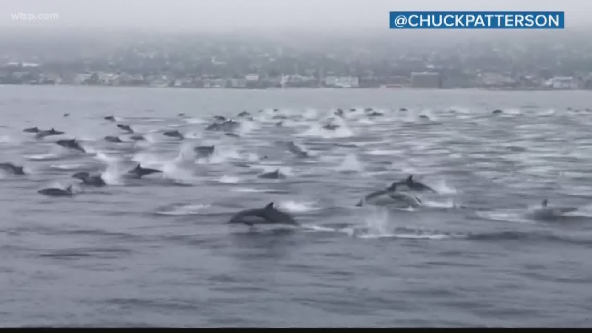 More than 100 dolphins frolic in amazing video. Also, a Florida trapper catches the elusive Chance the Snapper.