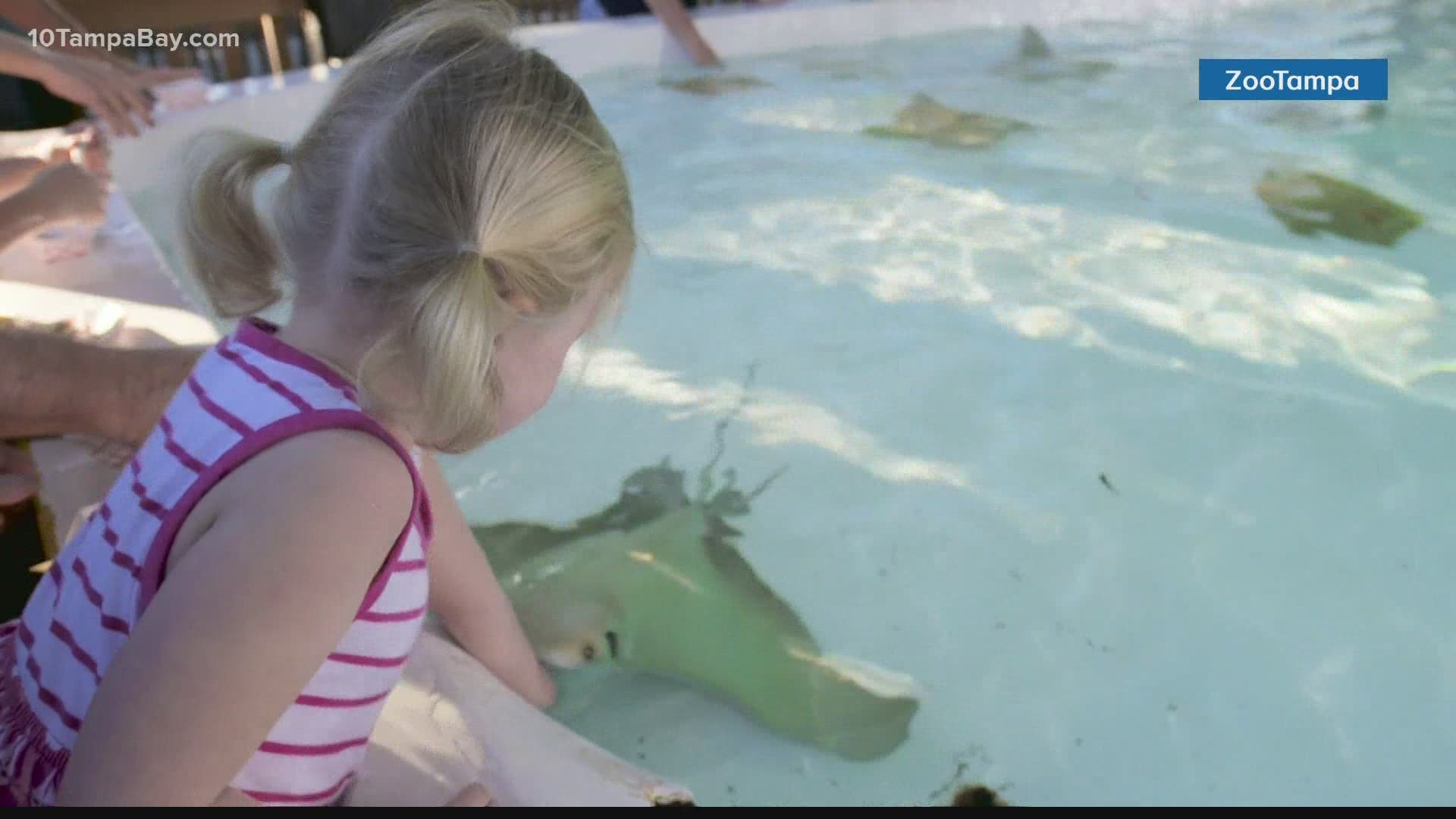 The current Stingray Bay habitat will not reopen. A new habitat will be developed.