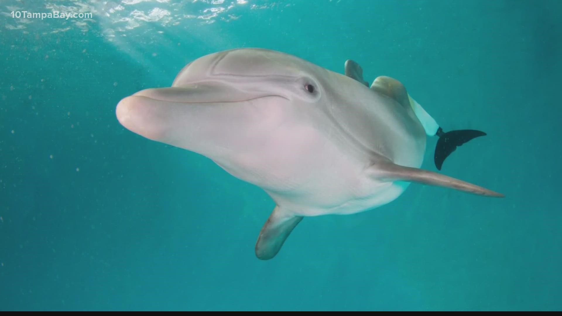 The 16-year-old Atlantic bottlenose dolphin had been receiving around-the-clock care since falling ill.