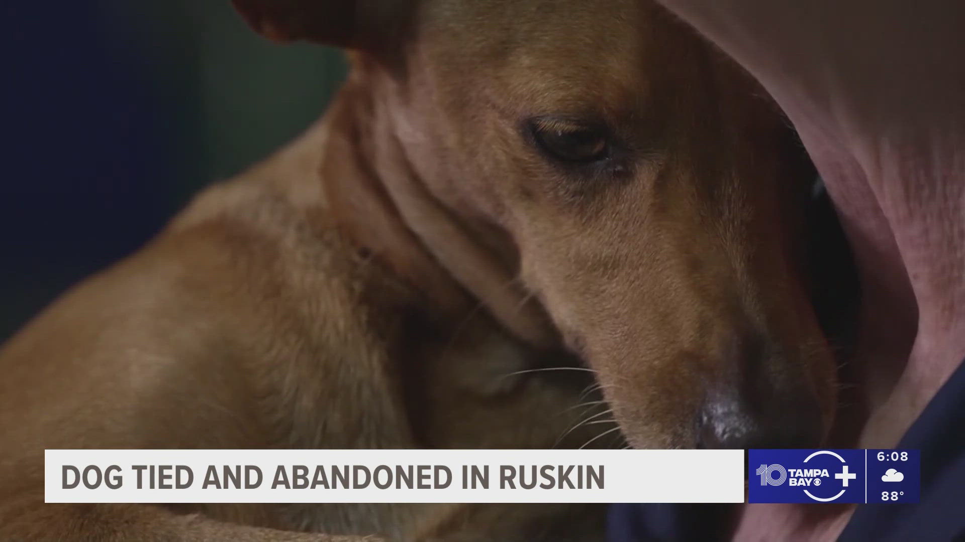Person leaves dog tied up on side of road in Ruskin | wtsp.com