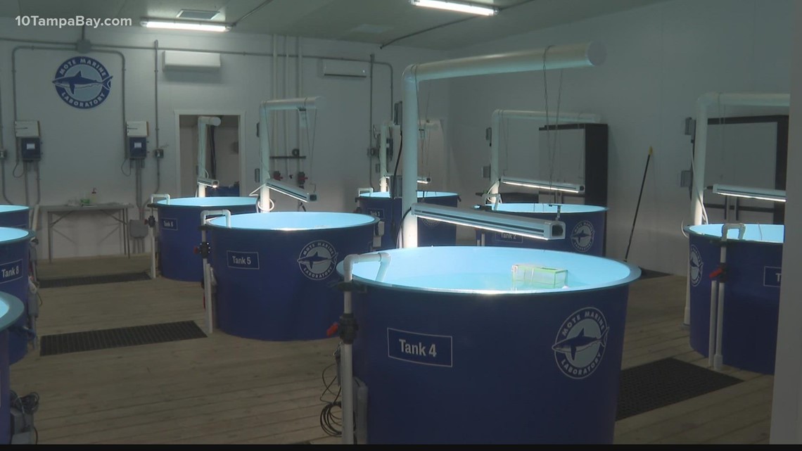 Mote Marine lab test new technology for red tide cleanup