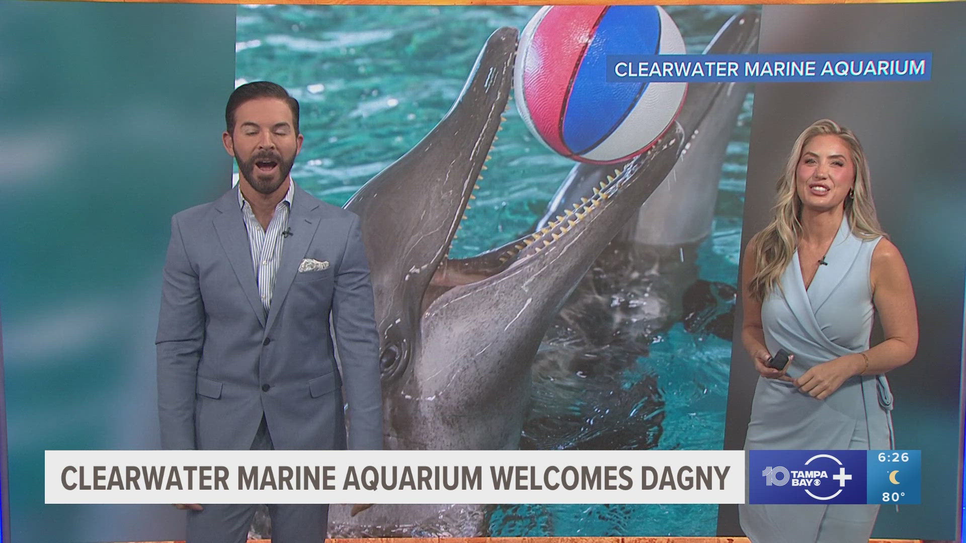 A rough-tooth dolphin named Dagny arrived at the aquarium and is non-releasable because of hearing loss. 