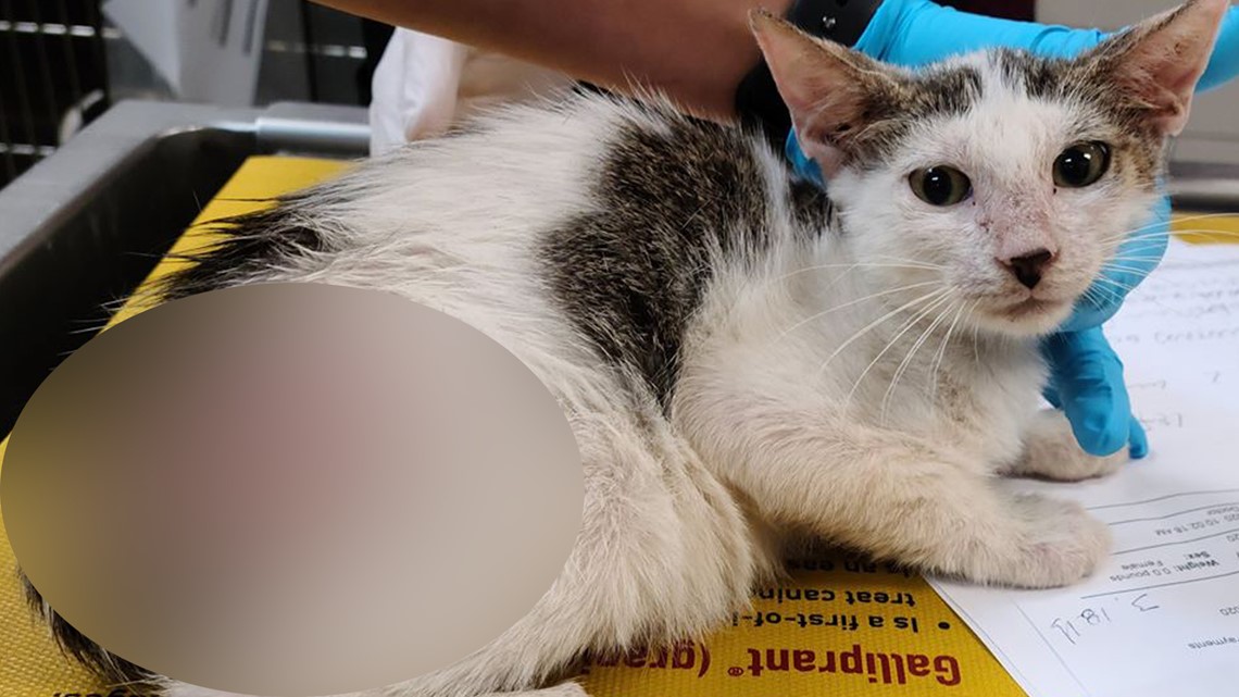 Cats shot, killed with BB gun in Tampa, Humane Society offers 1K