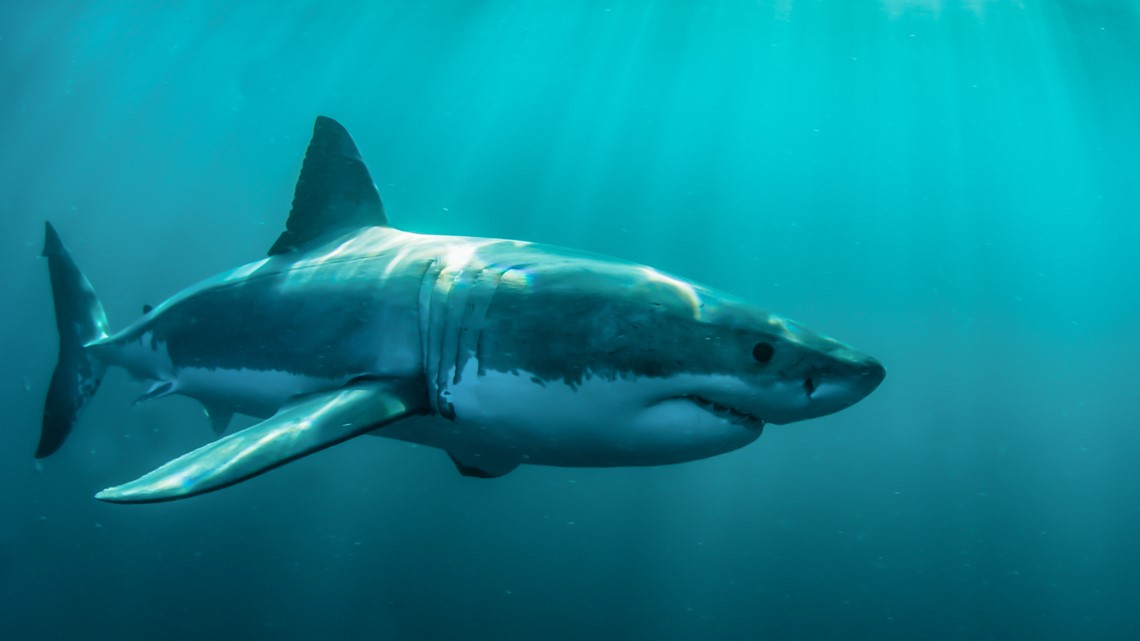 Florida tops global shark bite chart in 2023 - Vimarsana News