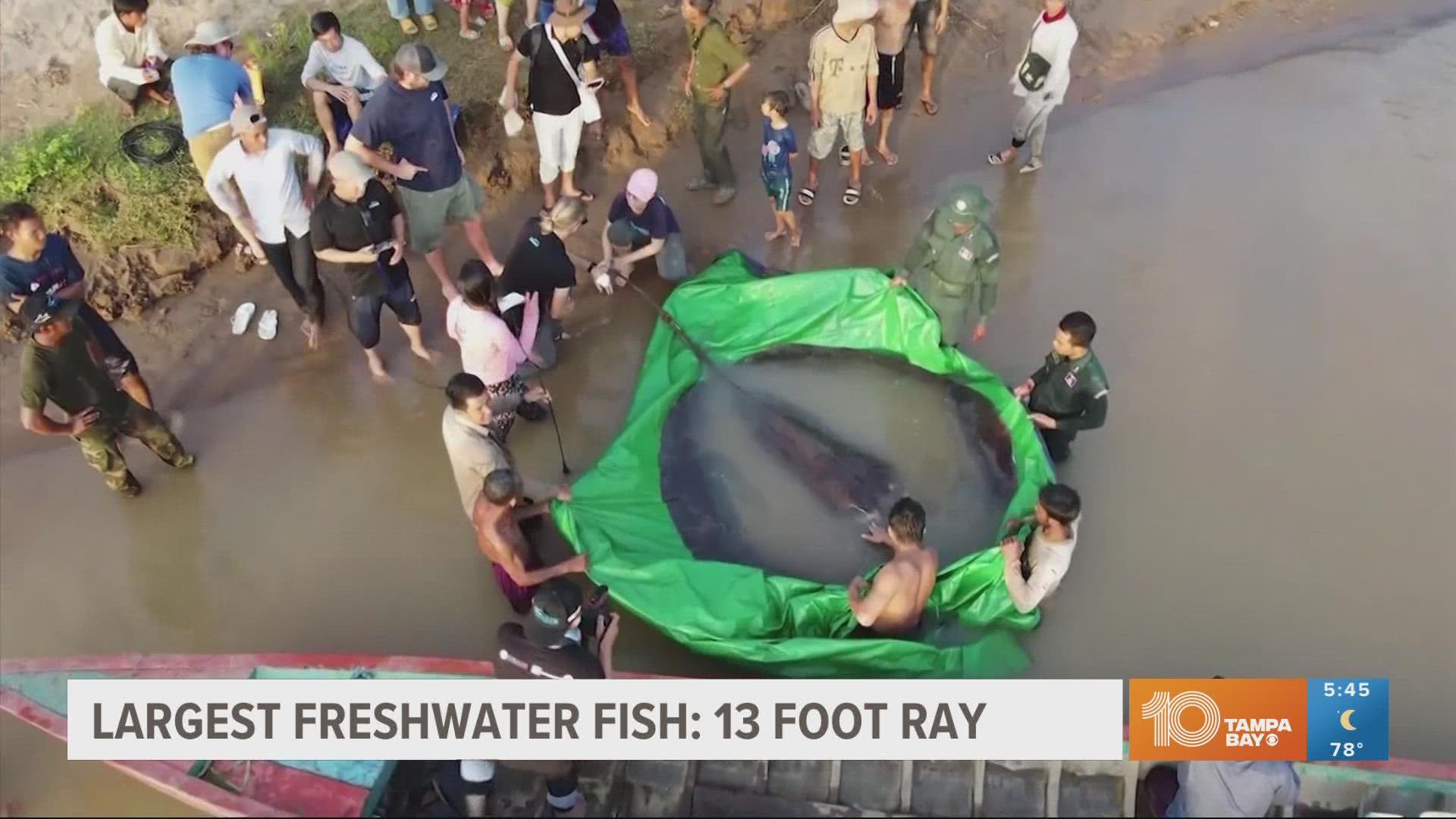 The huge stingray may be the largest recorded freshwater fish -- and scientists say it's a good sign.