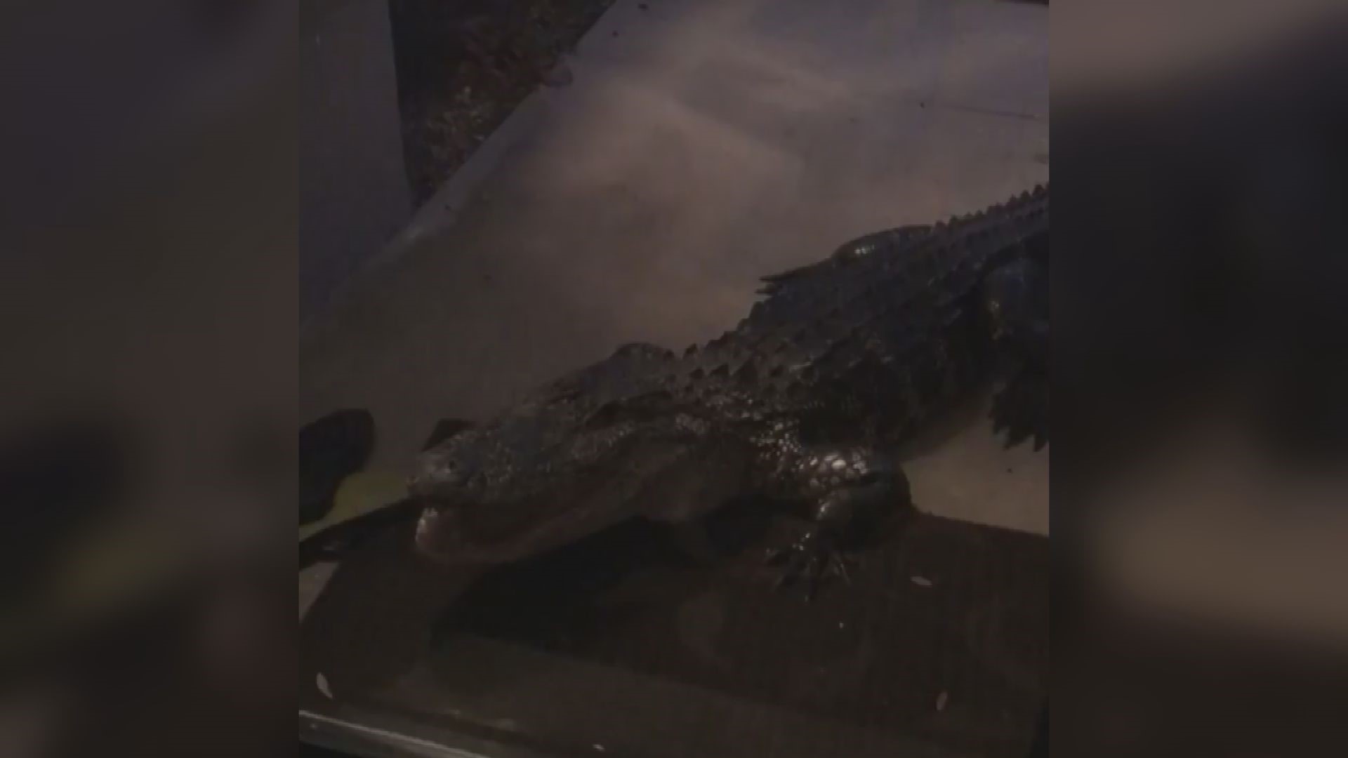 A Tampa Bay area couple woke up to a banging sound coming from outside. At the front door, a big gator was ready to greet them -- hissing and all. Video: Lisa DiPasquale