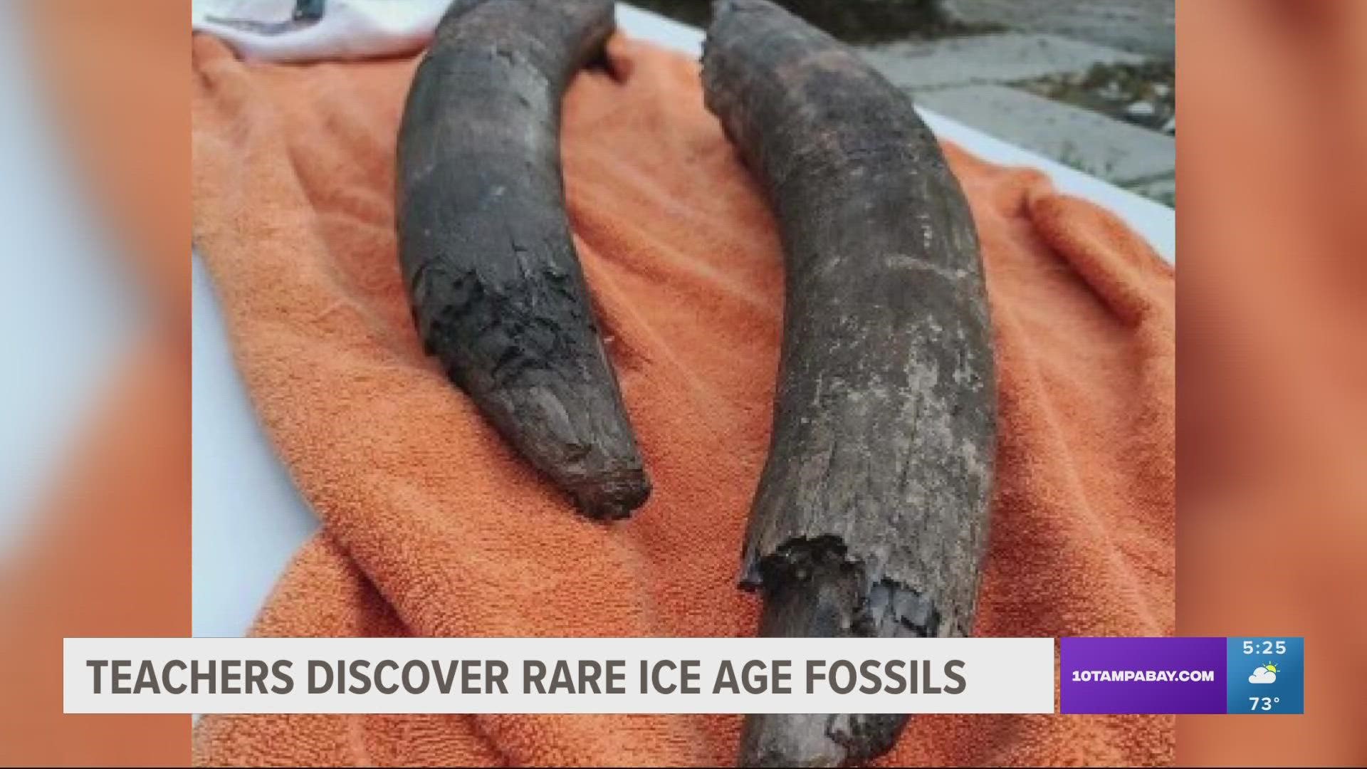 The finding comes after the duo was sourcing fossils for Admiral Farragut Academy's lower school paleontology Club.