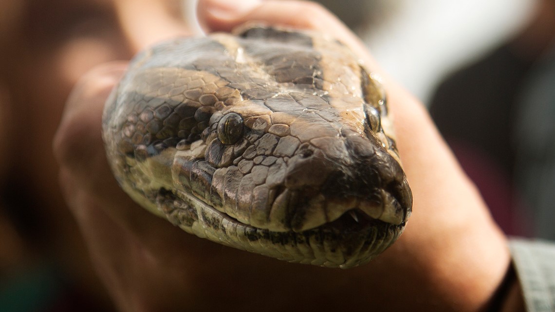 2022 Florida Python Challenge officially begins Friday - Vimarsana News