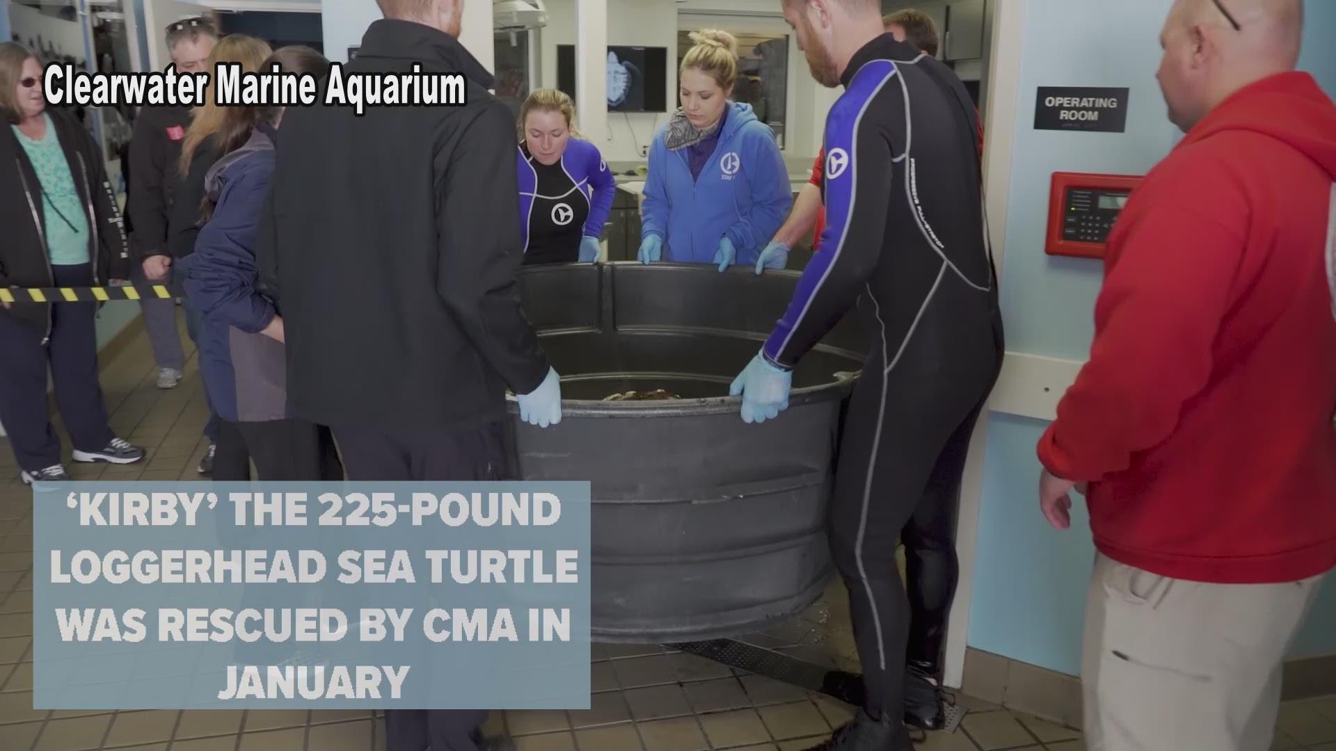 The 225-pound endangered loggerhead sea turtle was affectionately named Kirby by aquarium staff.