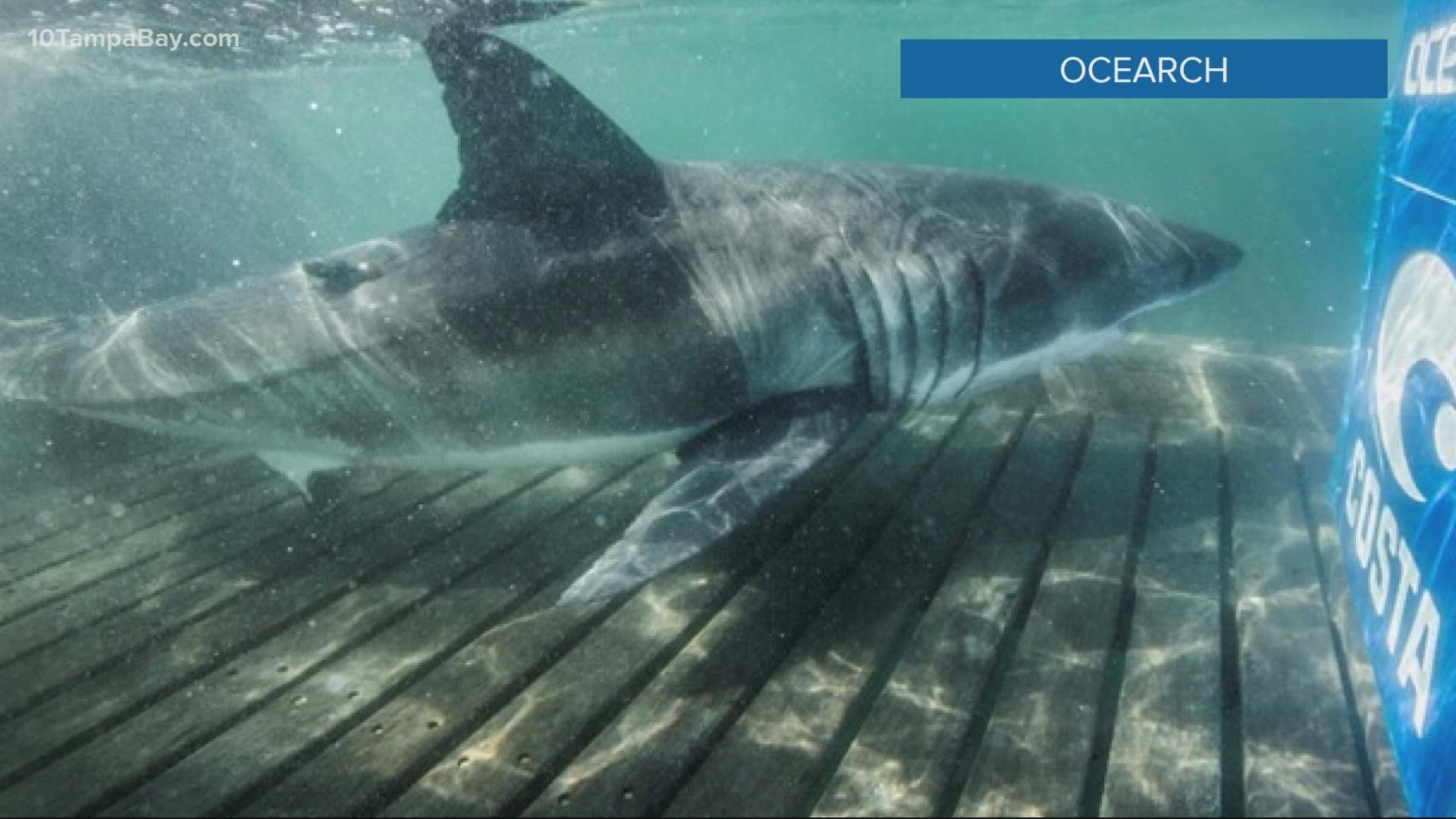 Scientists have been tracking the juvenile shark named Rose since October 2020.