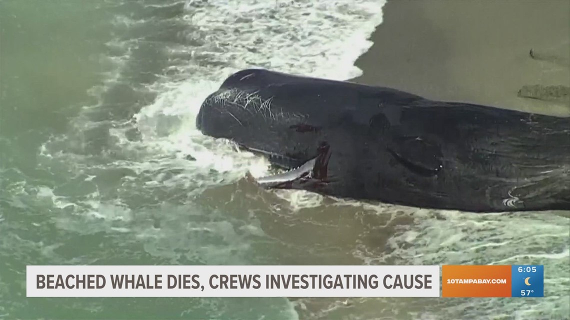 Crews to return dead beached sperm whale to water Tuesday in Venice ...