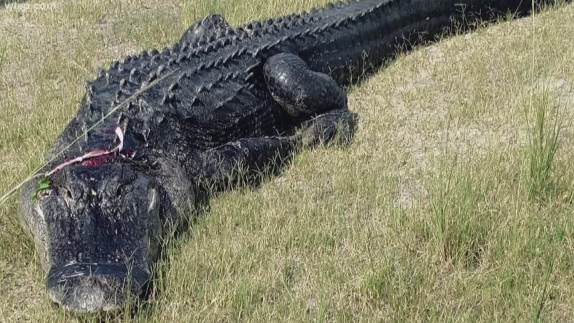 The Polk County Sheriff’s Office has now confirmed a 45-year-old man’s body, found earlier this week, was partially eaten by an alligator.

The body was found floating in the water Thursday on the property of The Mosaic Co., which does mining along Highway 630 just west of Fort Meade.Deputies said a company employee saw the 11-foot, 10-inch gator had part of the man's body in its mouth. The 449-pound reptile released the body by the time law enforcement showed up.

The Florida Fish and Wildlife Conservation Commission trapped and killed the gator. A necropsy revealed the man's hand and foot were still inside the gator.

An autopsy showed the victim had other lacerations and injuries caused by the alligator. However, according to authorities, his apparent cause of death is drowning, pending a final toxicology report.

Deputies identified the victim as Michael Ford II.

The Mosaic Company said Mr. Ford was not an employee.