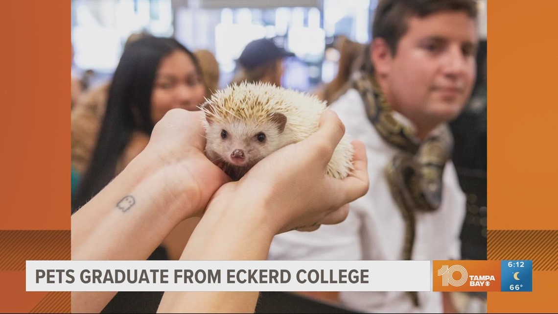 Hedgehog, snakes, ferrets among pets that graduated from Eckerd College