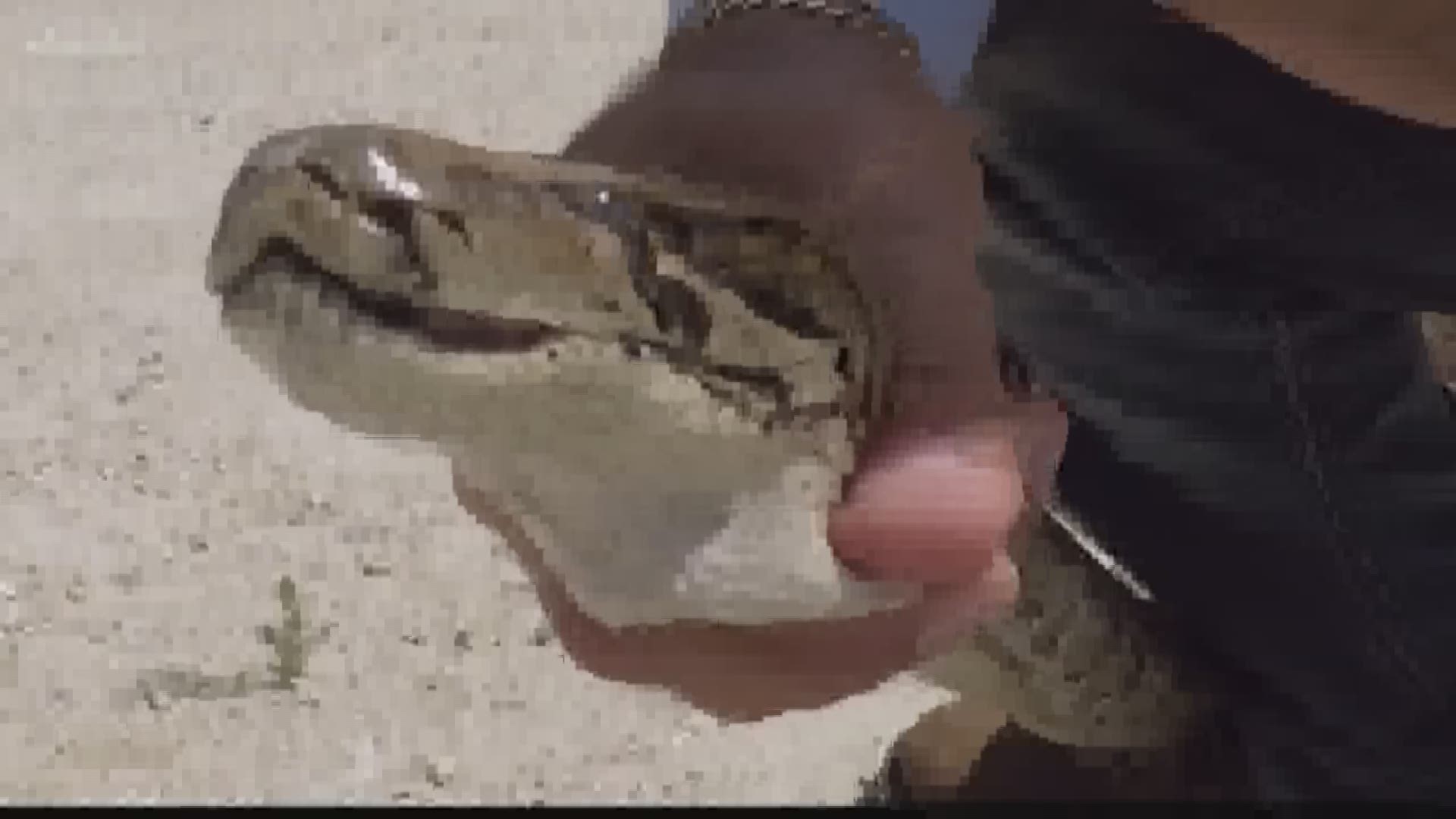 The Florida Python Challenge is underway in the Everglades.