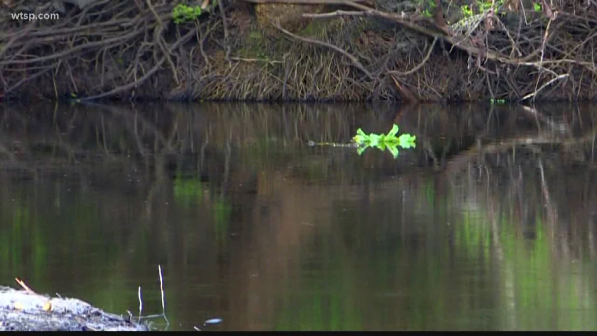 A man found about 30 gallons of used oil in six buckets in creek beds that were dry near Morris Bridge Road.