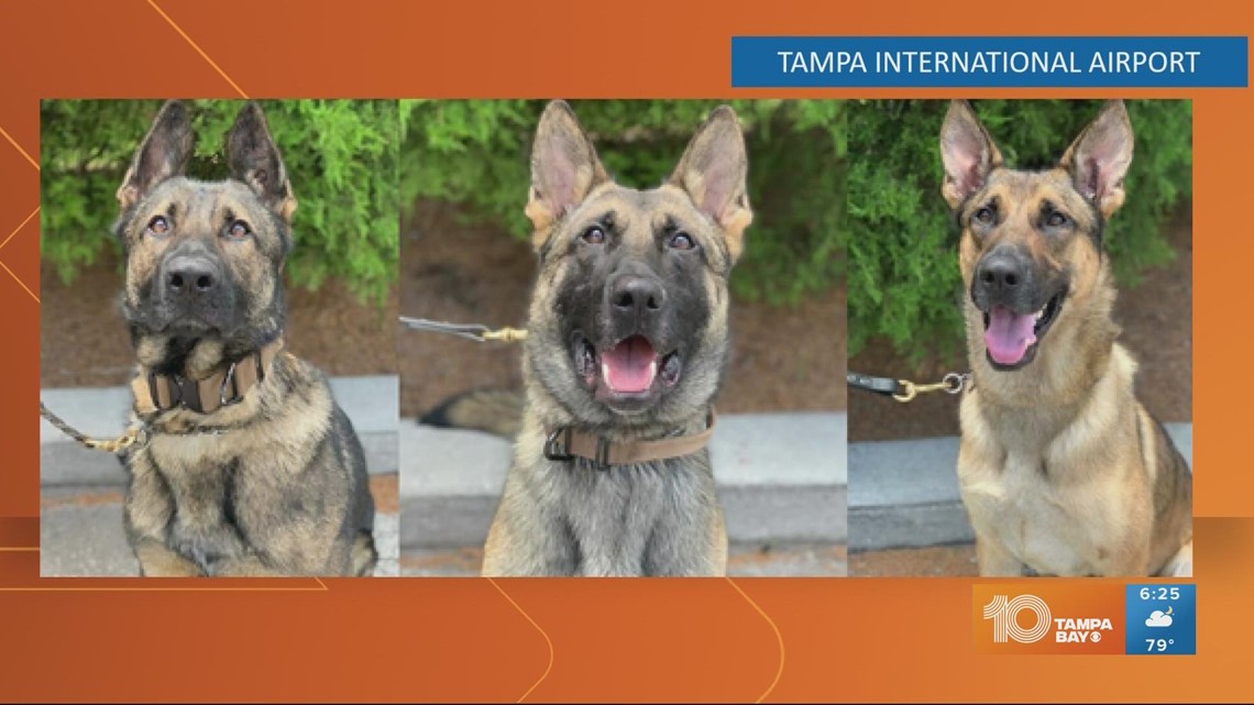 Tampa airport welcomes three new K-9s to help sniff out problems