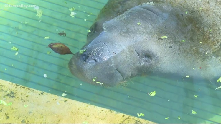 Wildlife experts renew rescue efforts as manatees continue to die off at record rates