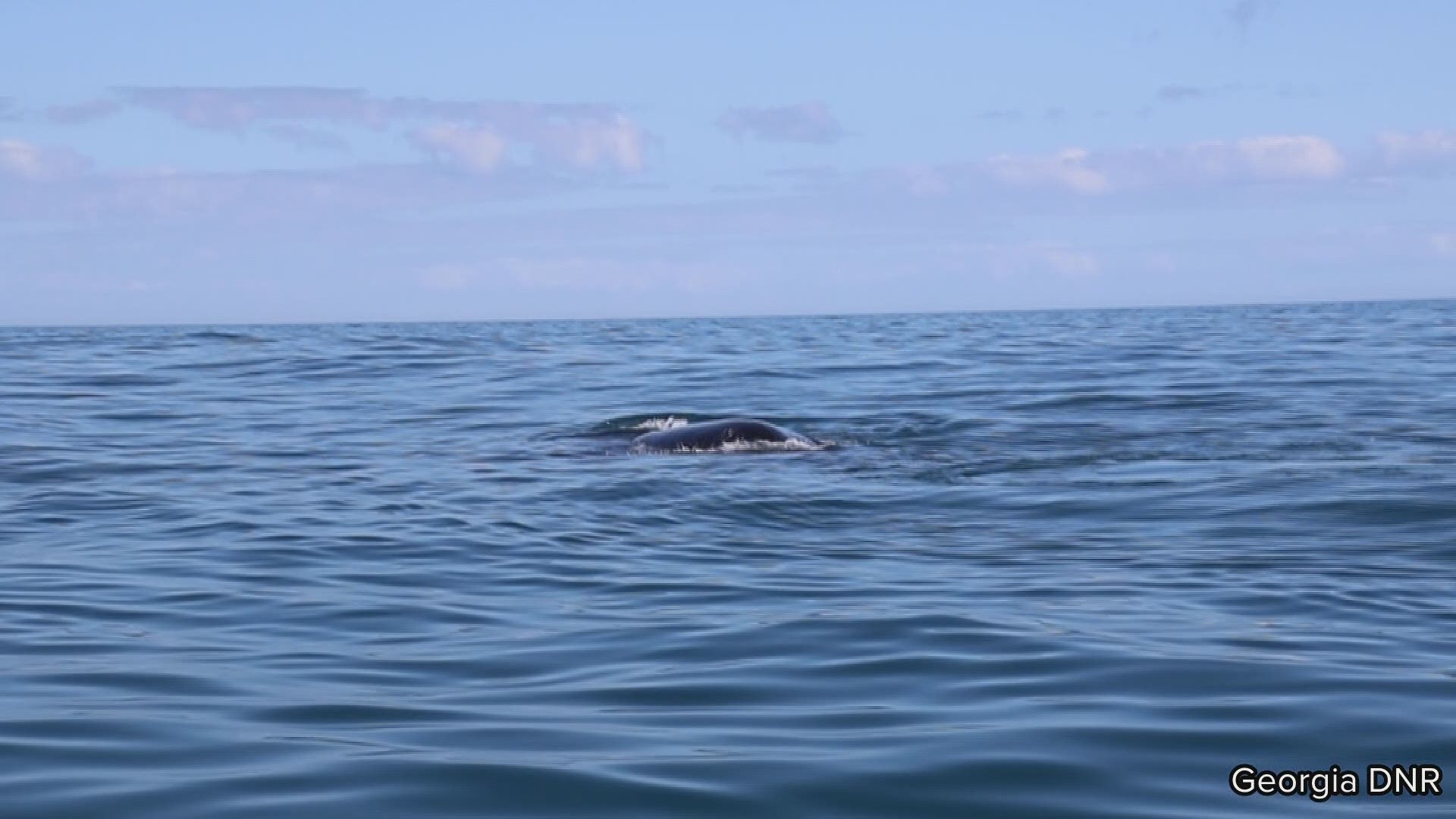 Scientists say the right whale is known and tagged in the New England Aquarium Right Whale catalog. She is a first-time mom.