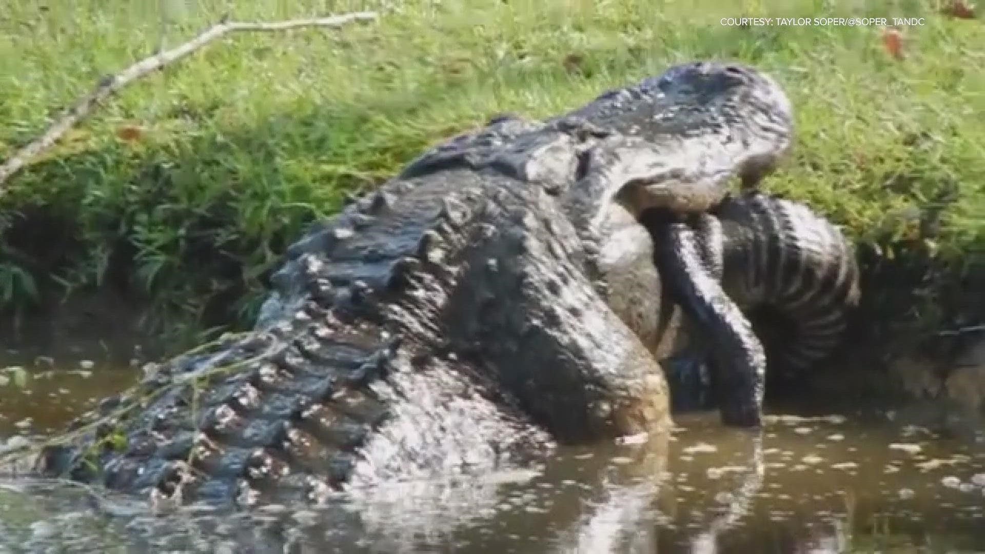 A South Carolina man captured incredible video of a massive alligator eating another gator.