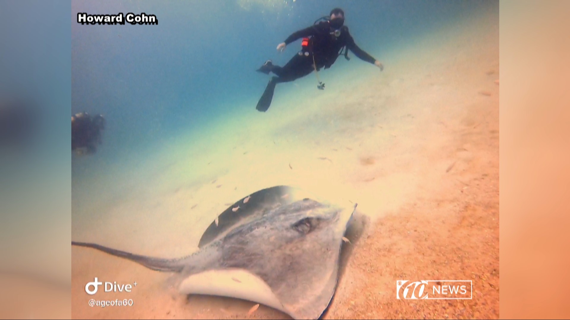 Stingray the size of a car surprises divers off the coast of Florida wtsp image image image