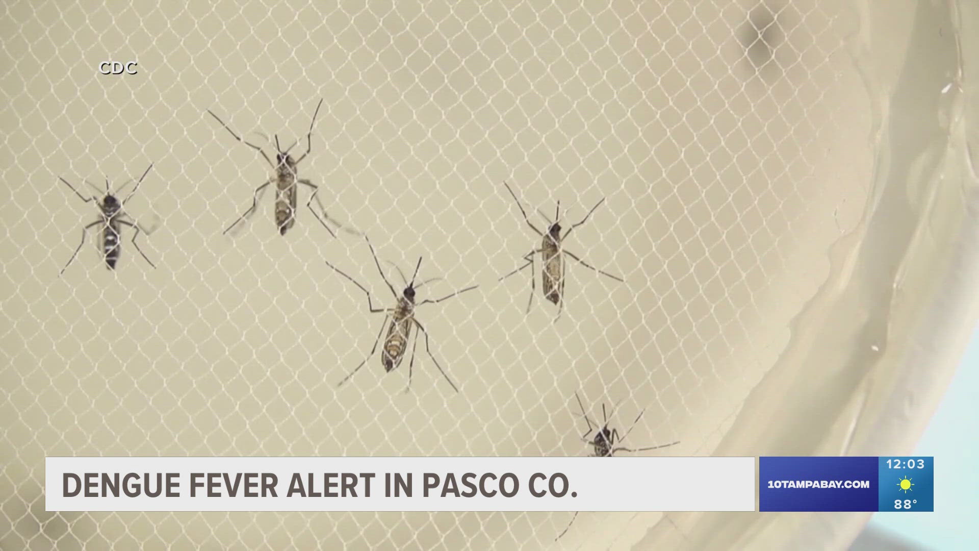 Pasco County health officials announced two locally acquired dengue fever cases Wednesday and are warning residents to try to avoid mosquitoes.