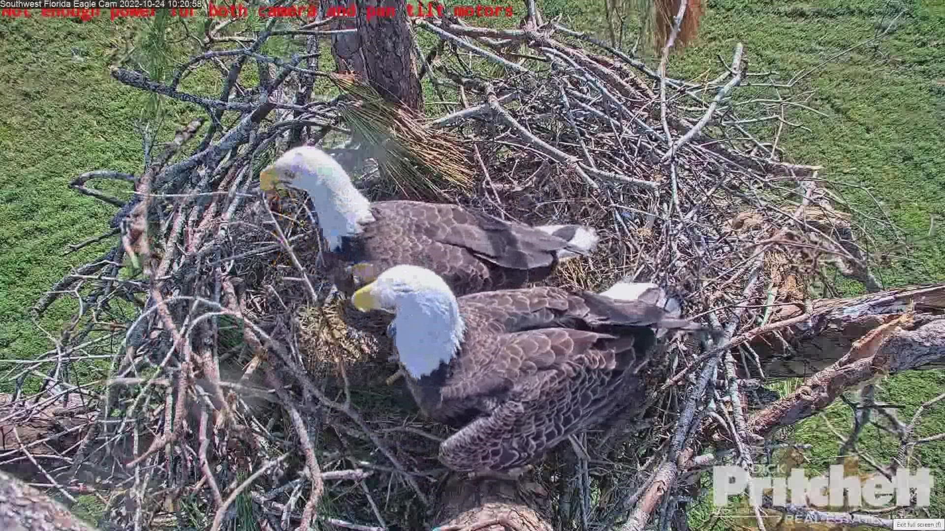 Beloved Southwest Florida Eagle Pair Rebuilds Nest After Hurricane Ian ...