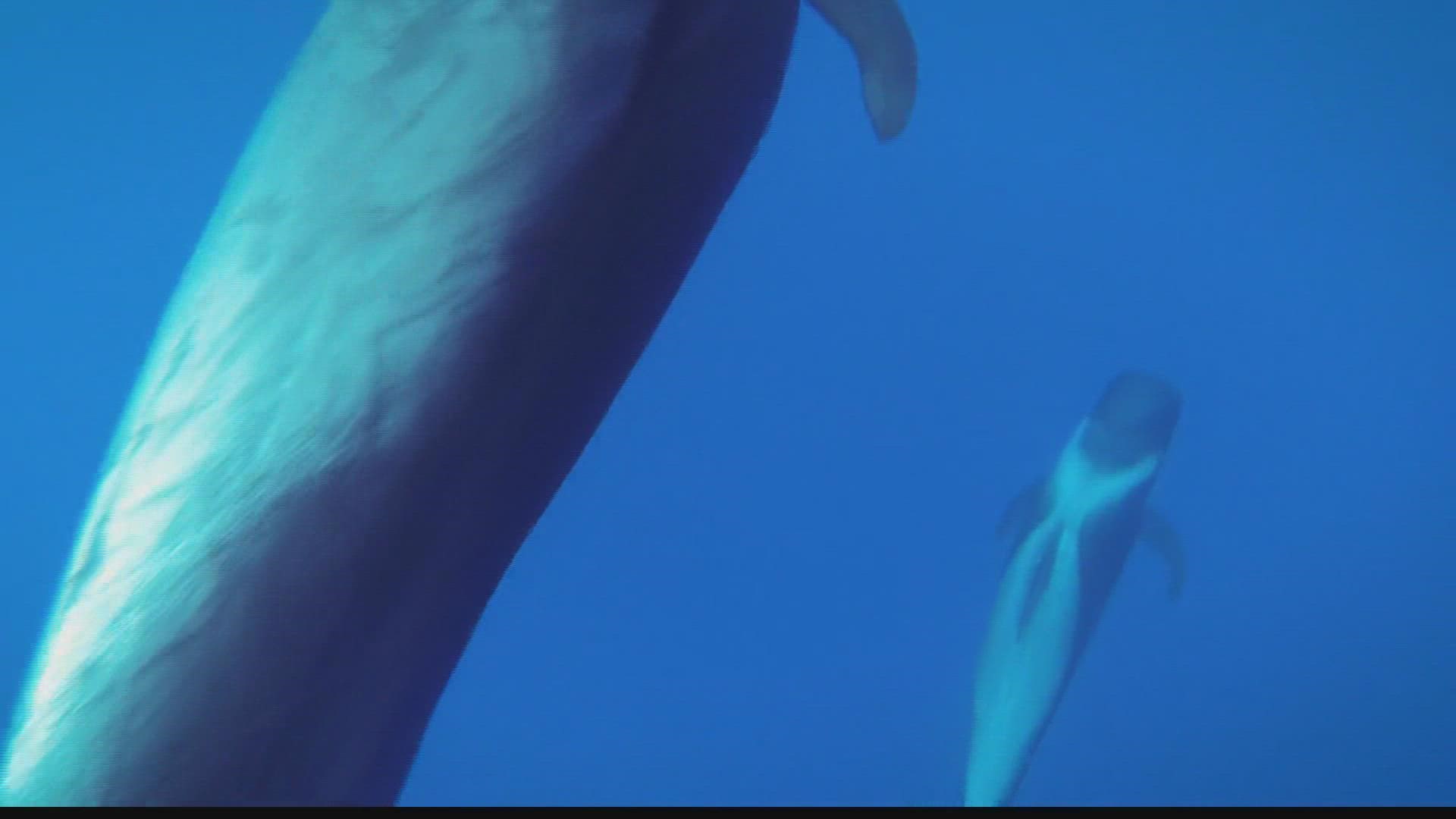 dolphin save file download dolphin save file download