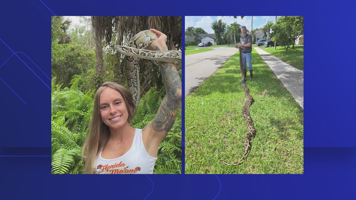 Python And Woman Woman bags 60 pythons to win the state's removal challenge | wtsp.com