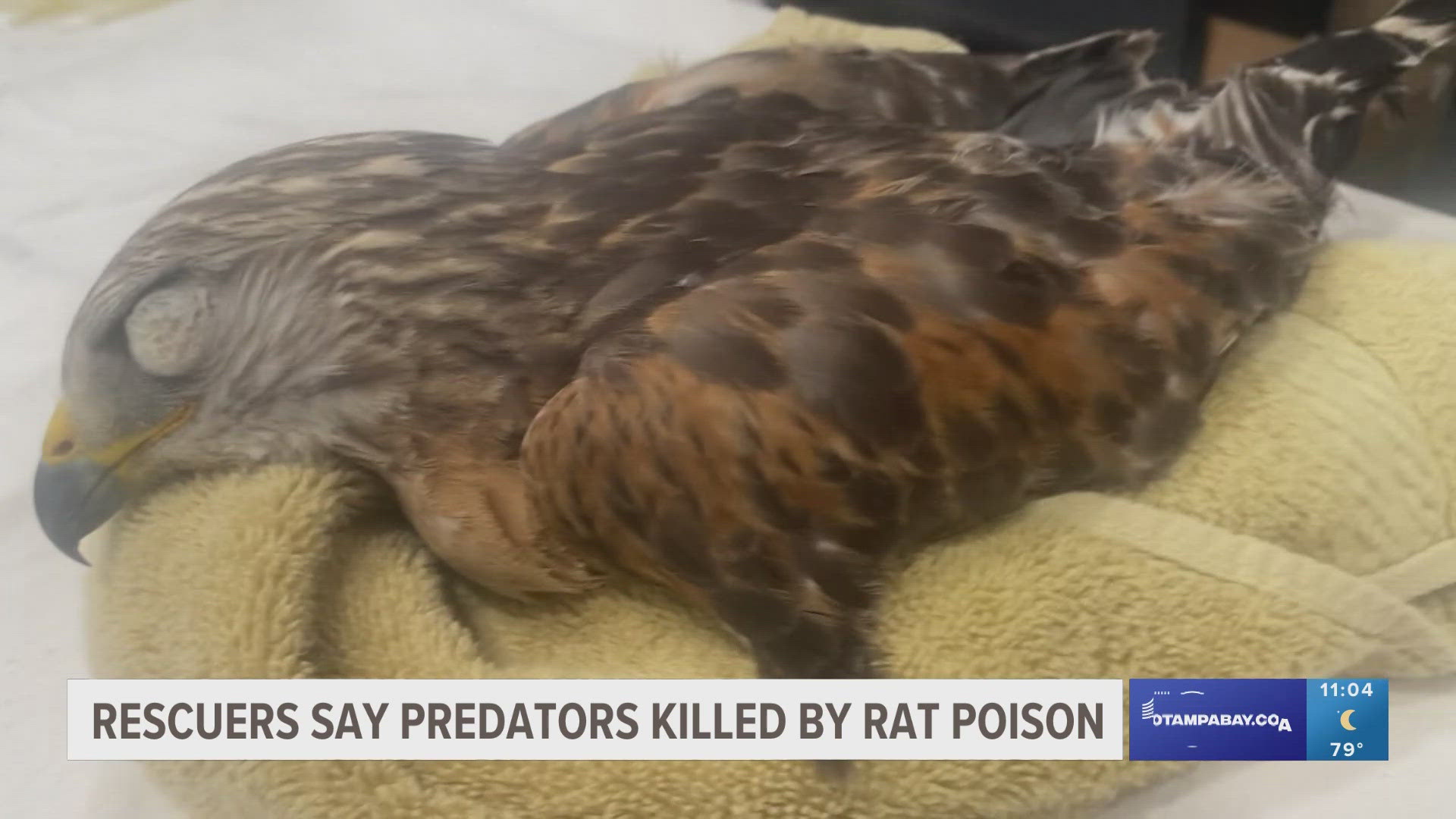 A family of hawks died this past week in Sarasota from what rescuers believe is rat poison exposure.