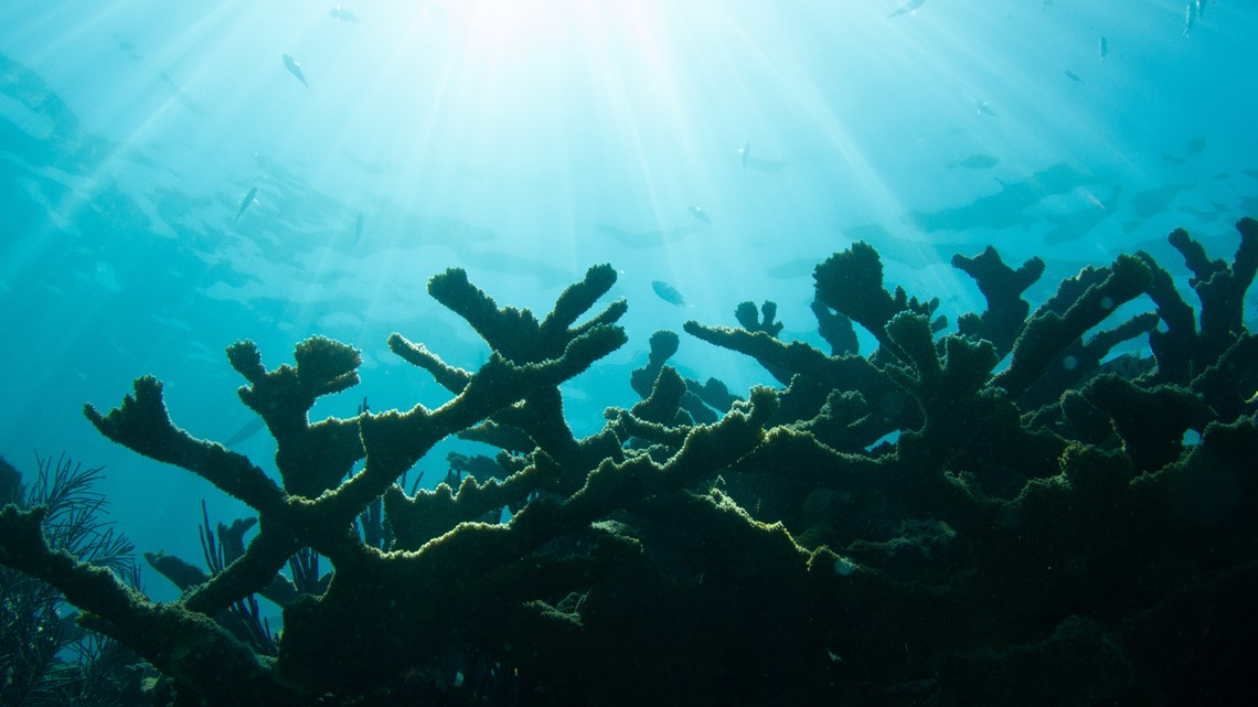 Large-scale coral restoration project begins in the Florida Keys - Vimarsana News
