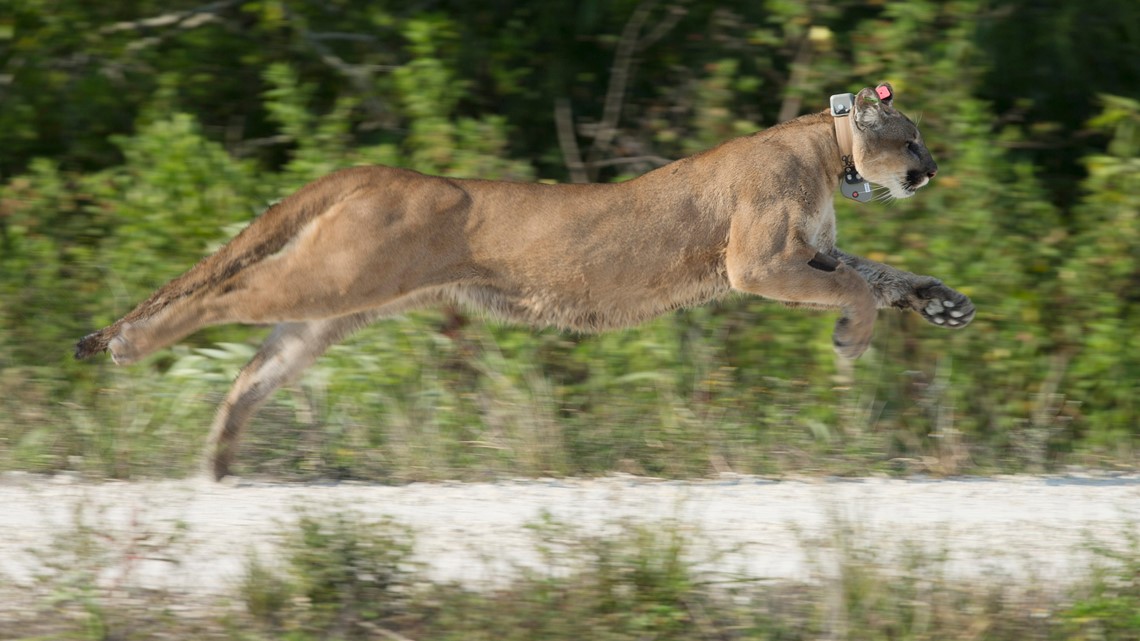 Florida Fish and Wildlife reports four Florida panther deaths 