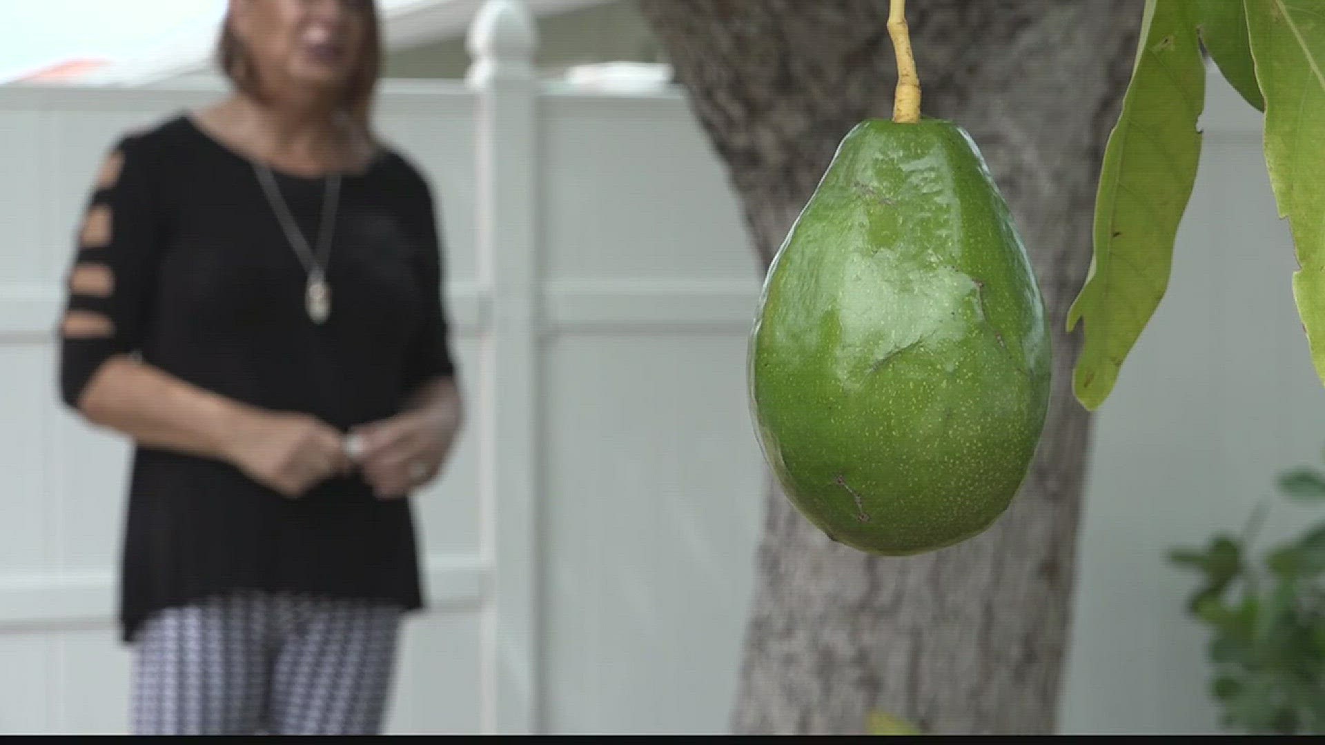 Daughter makes avocado jewelry in memory of her father
