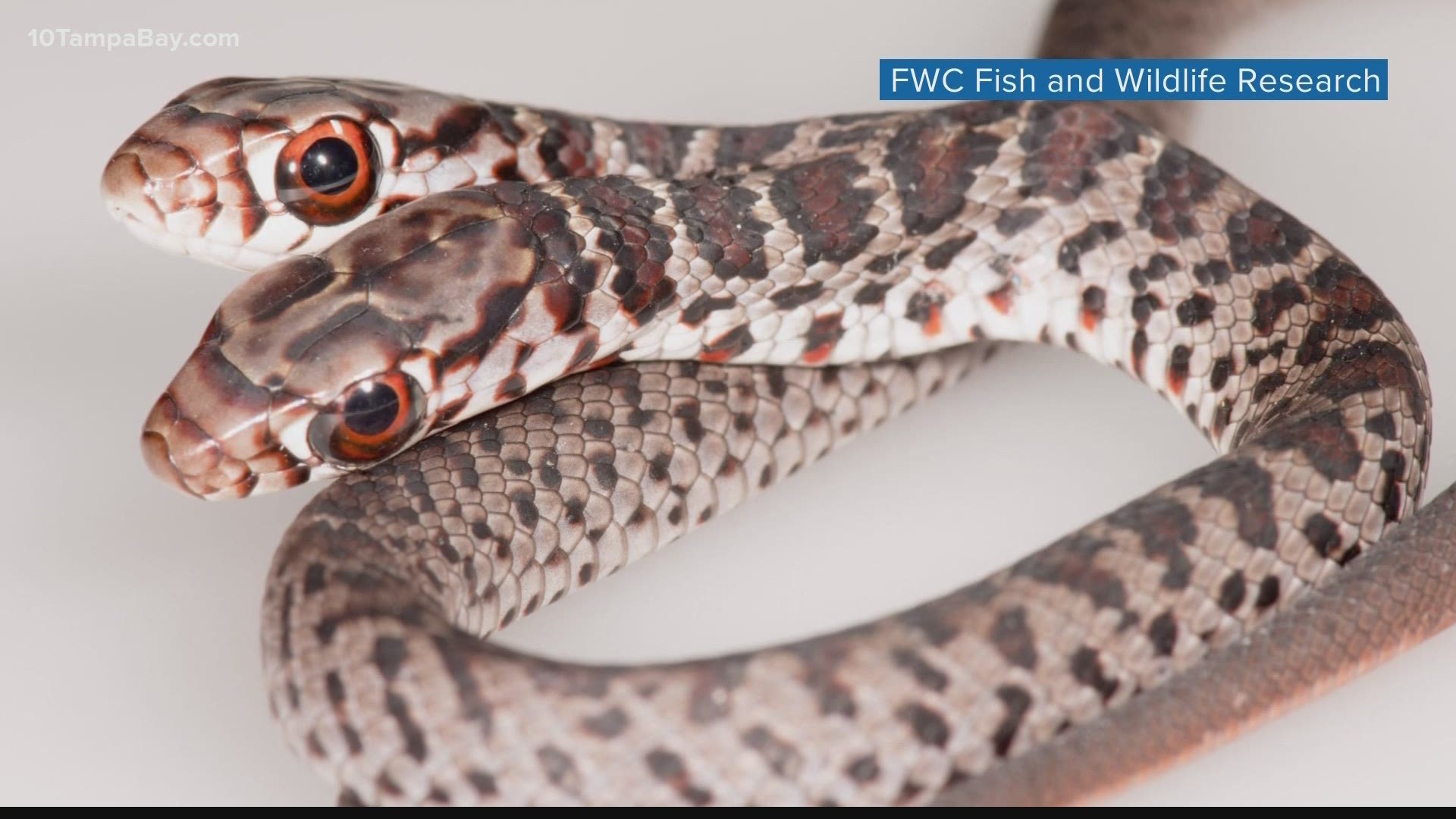 FWC said the phenomenon is named bicephaly  – an uncommon occurrence that happens during snake embryo development.