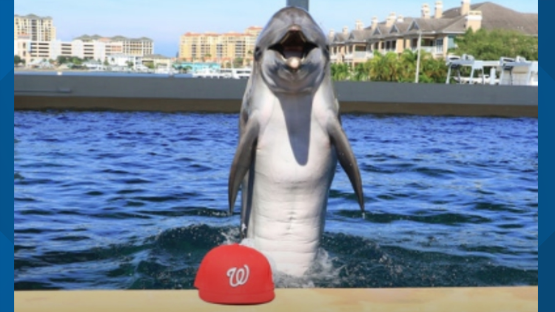 Clearwater Marine Aquarium's Nicholas the dolphin, turtle make World Series  picks